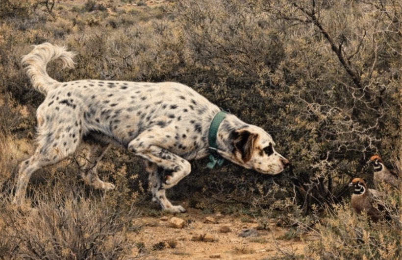 A bird dog pointing toward quail in the desert Southwest